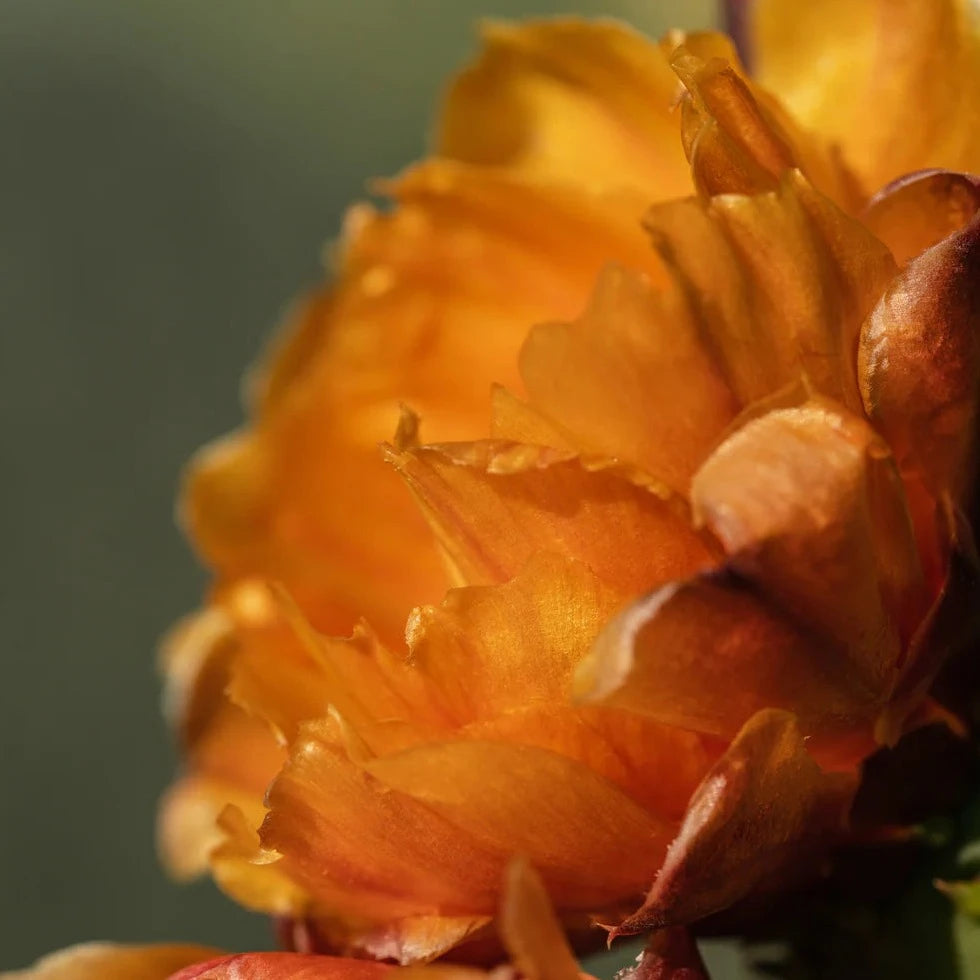 Pura | Fragrance Smart Vial for Smart Home Diffuser | Cactus Flower - Giddy Up Glamour Boutique