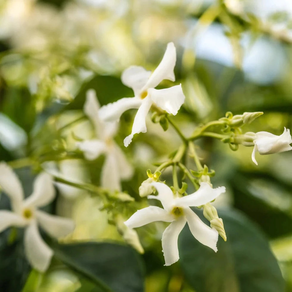 Pura | Fragrance Smart Vial for Smart Home Diffuser | New Home - Giddy Up Glamour Boutique