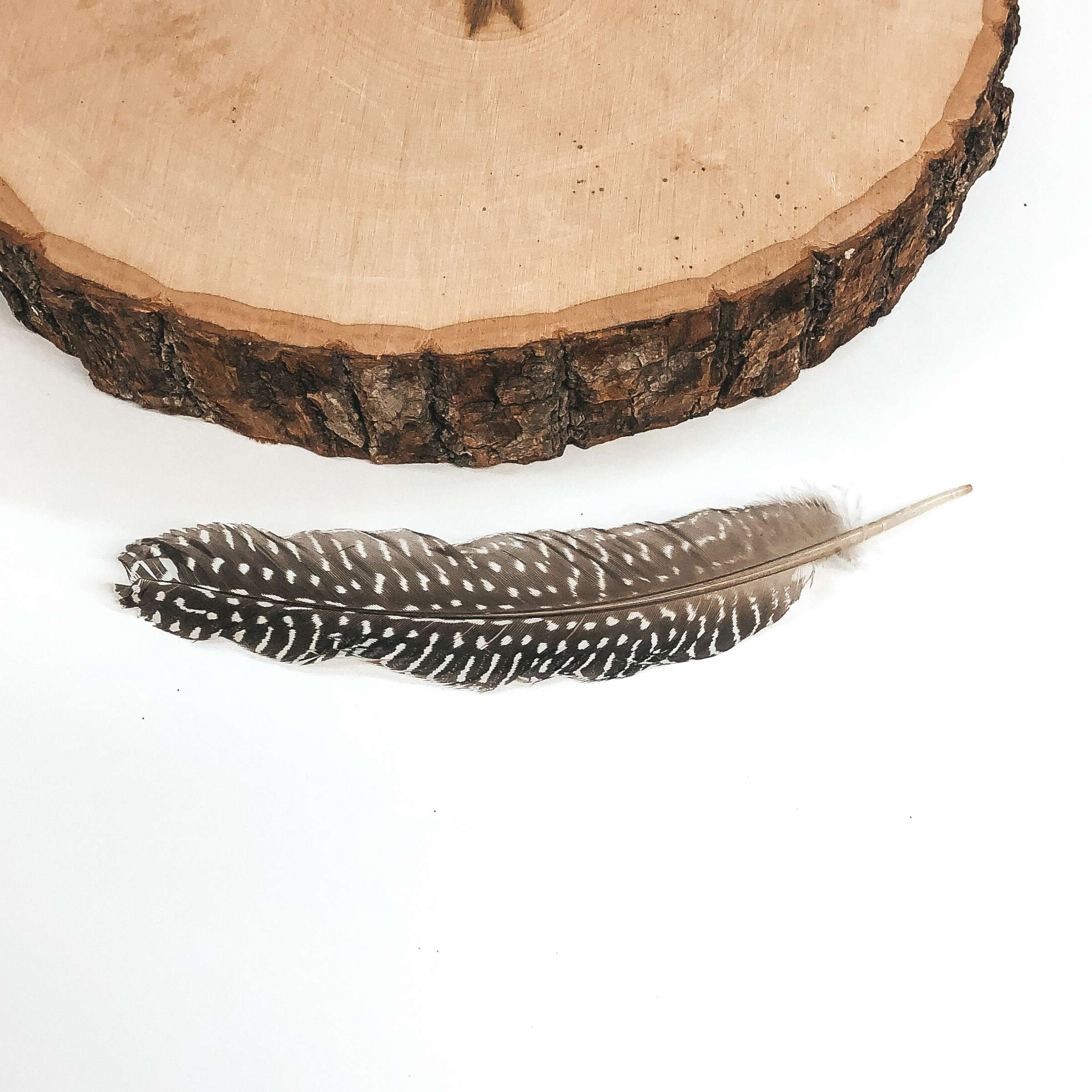 This is a brown feather with a small white dots and stripes. This feather is pictured on a white background with a piece of wood at the top of the picture.