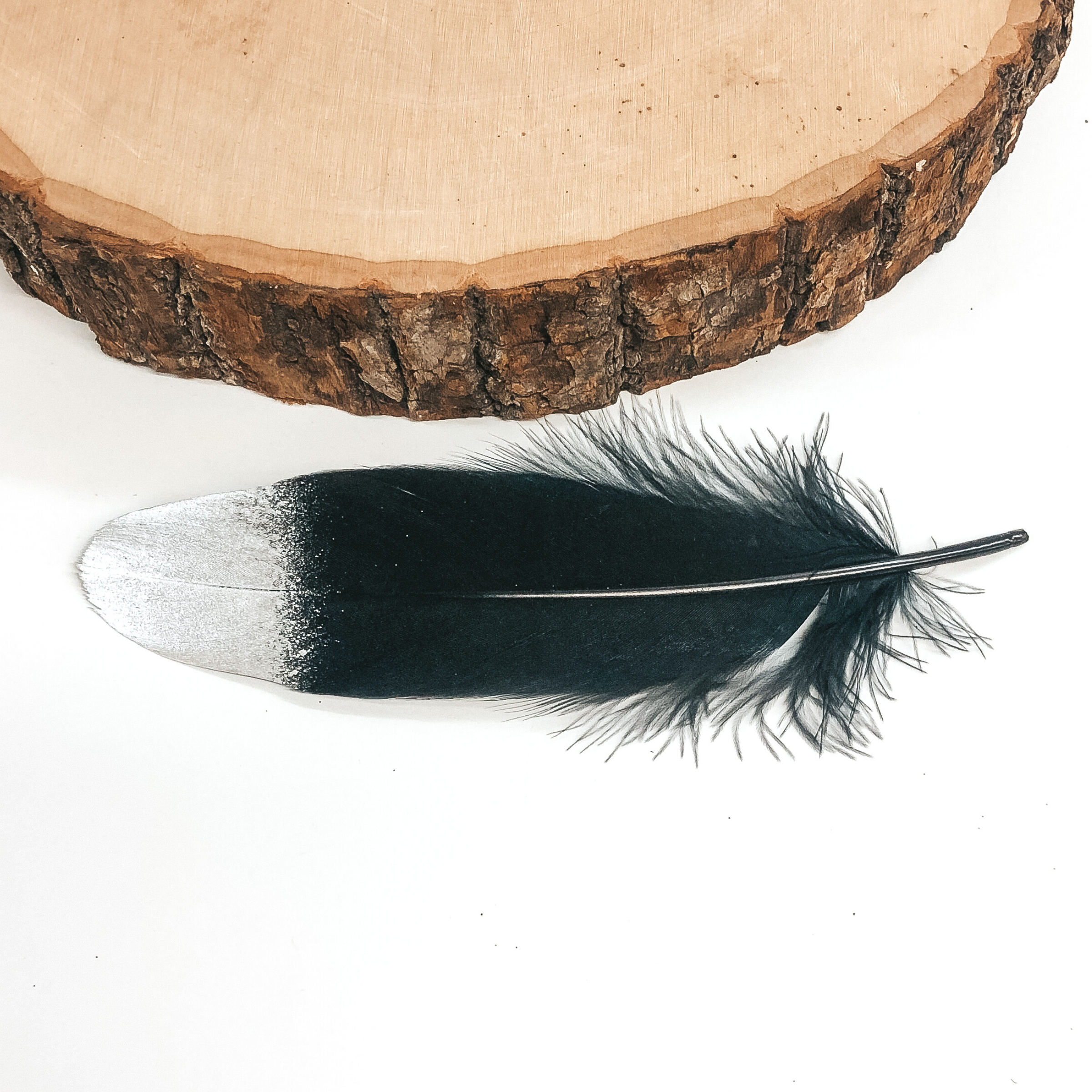 This is a black feather that has a metallic silver tip. This feather is pictured on a white background with a piece of wood at the top of the picture. 
